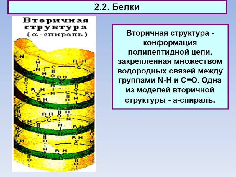 2.2. Белки Вторичная структура - конформация полипептидной цепи, закрепленная множеством водородных связей между группами